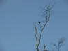 lapa verde or Great Green Macaw in tropical hardwood tree Costa Rica